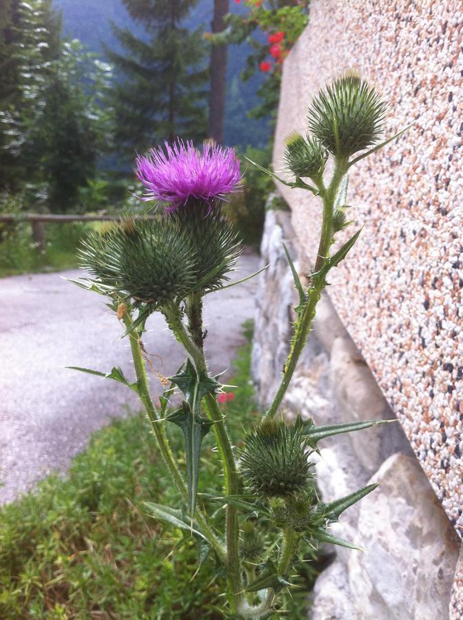 Il Cardo 3* San Vito di Cadore